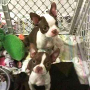 RedWhiteBostonTerrierPupsForSale